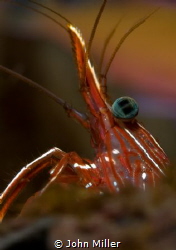 Durban hinge-beak shrimp close up by John Miller 